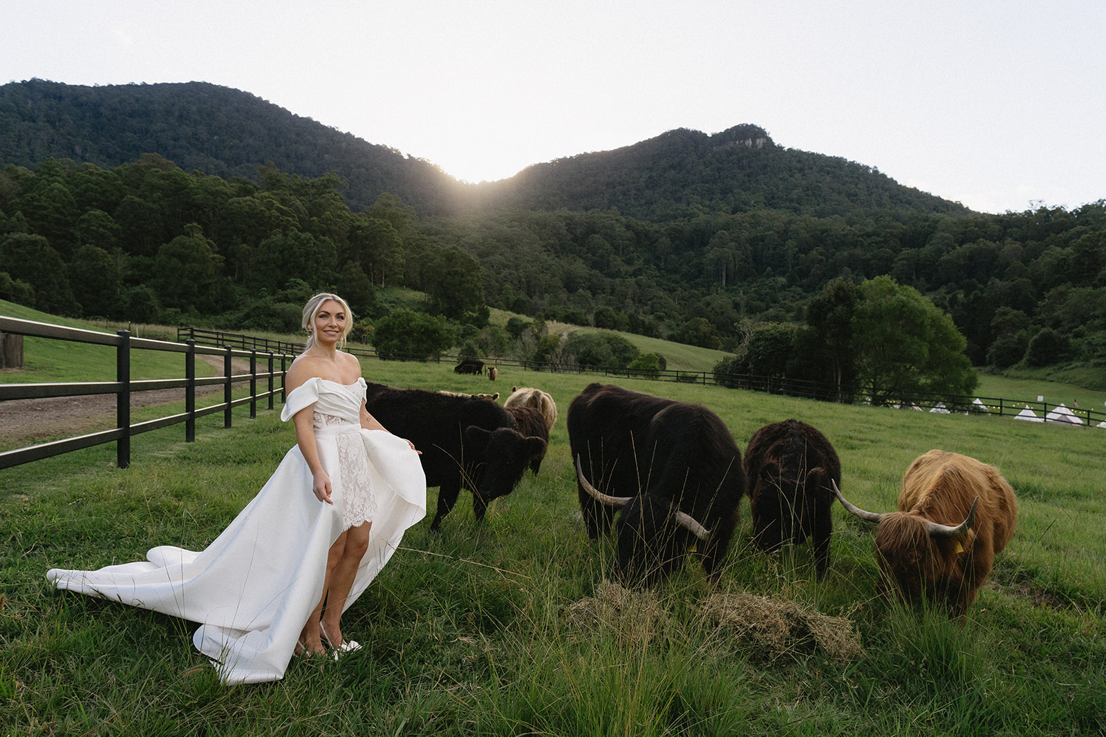 Bride standing in a paddock with highland cows with her Selah Valley Wedding Photographer.